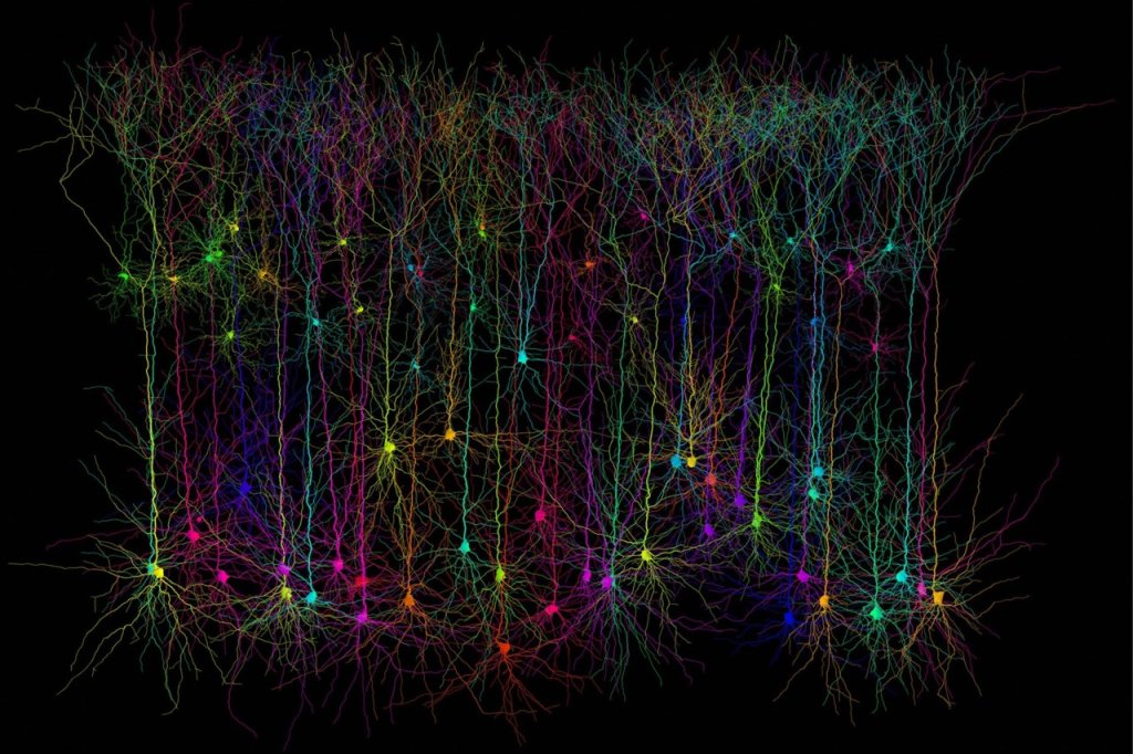 Computer simulation of pyramidal neurons of the cerebral cortex