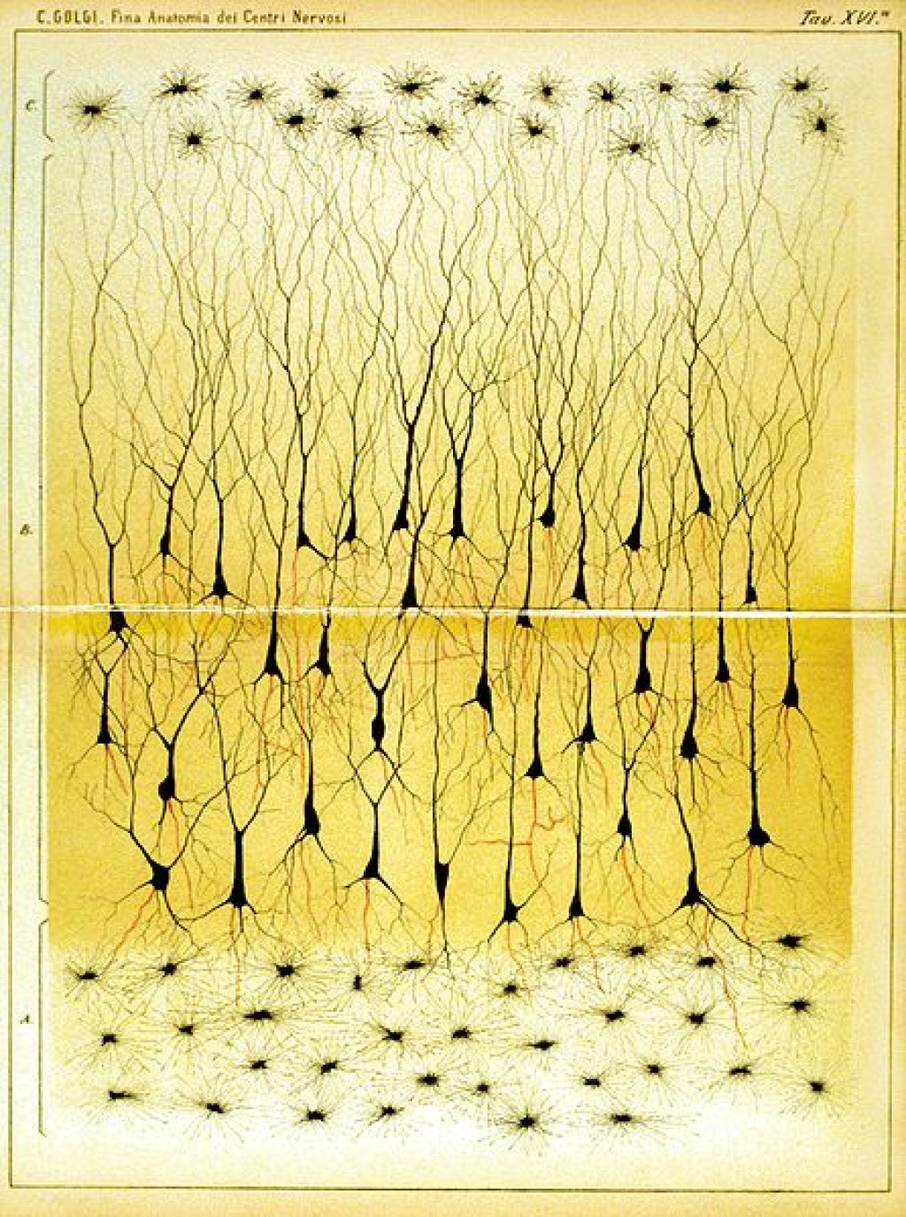 Nerve cells from the human hippocampus stained with silver nitrate, as hand-drawn by one of the founding fathers of neuroscience, Camillo Golgi, back in 1673.