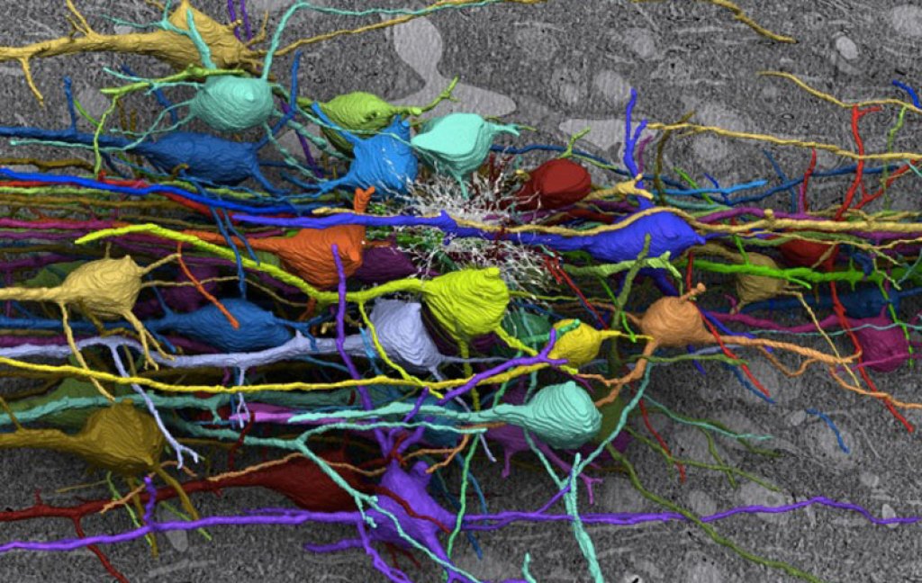 High-resolution reconstruction of nerve cells. Created from serial sections using an electron microscope