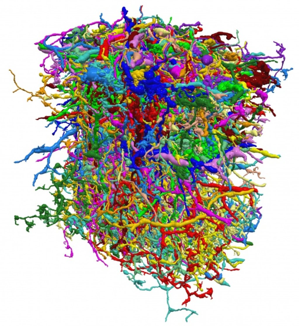 3d reconstruction from electron microscopy images showing 379 nerve cells from the movement detection center of the fruit fly