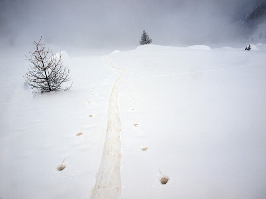 Sahara dust under some fresh snow on 20.2. in the Brenner mountains.