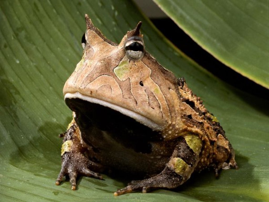 Looks like a mountain, but it's not. The Amazon Horned Frog.