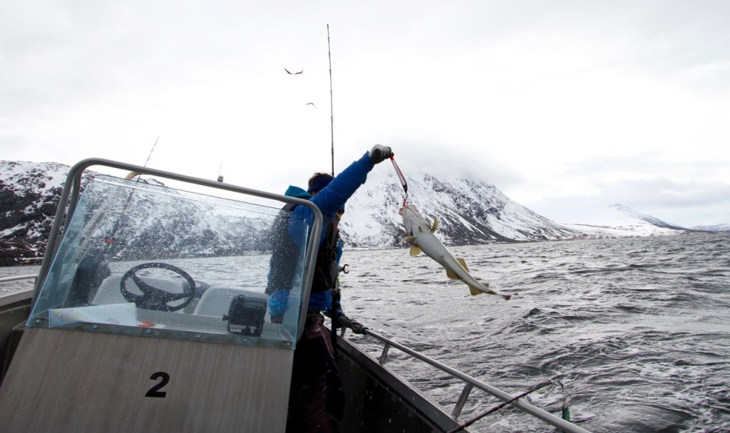 Markus Sämmer catching some cod.