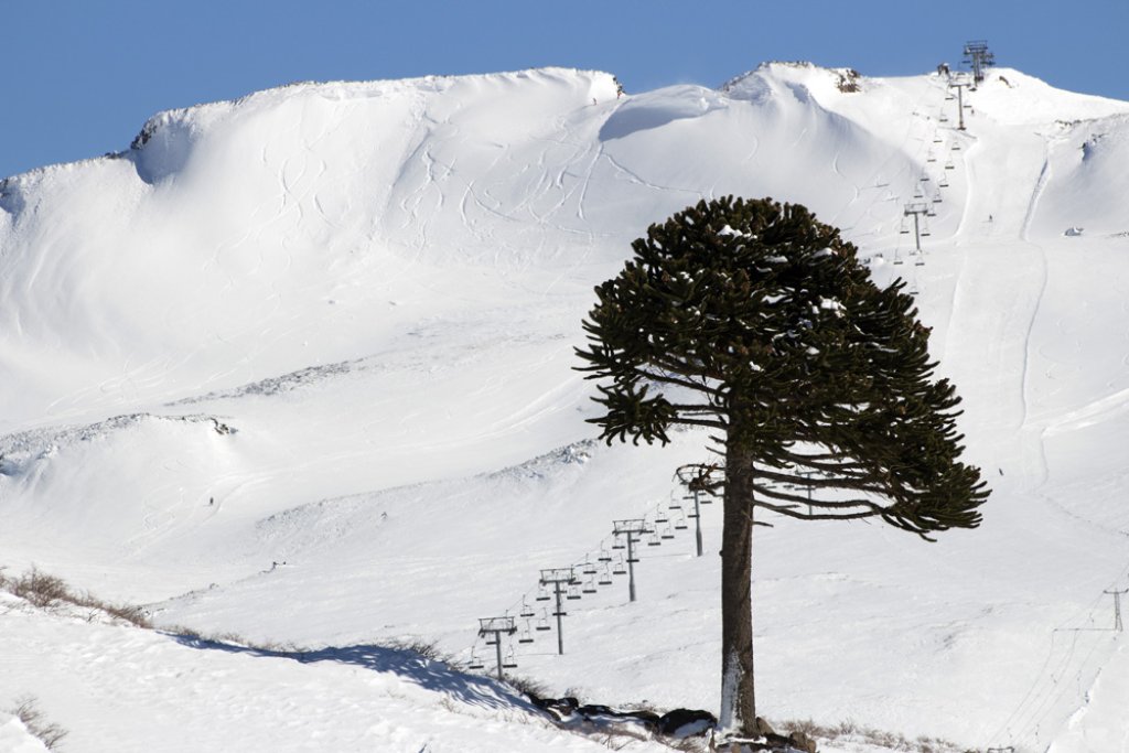 Araucaria in front of the upper part of the ski area