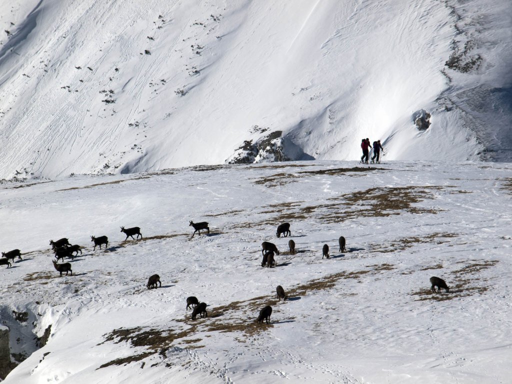 Recreation seekers and foragers sometimes get in each other's way in the wintry mountains.