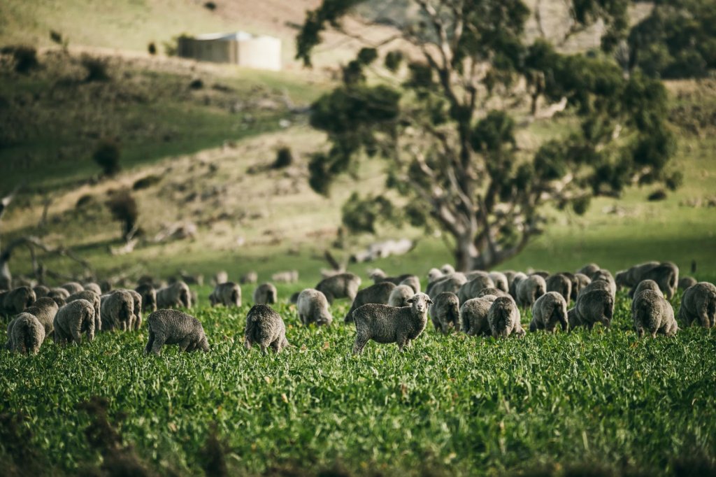 Merino sheep in Tasmania
