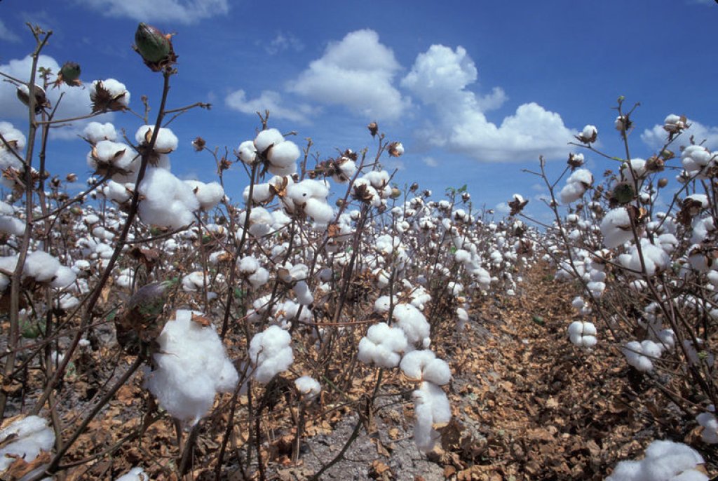 Cotton field: Needs a lot of water