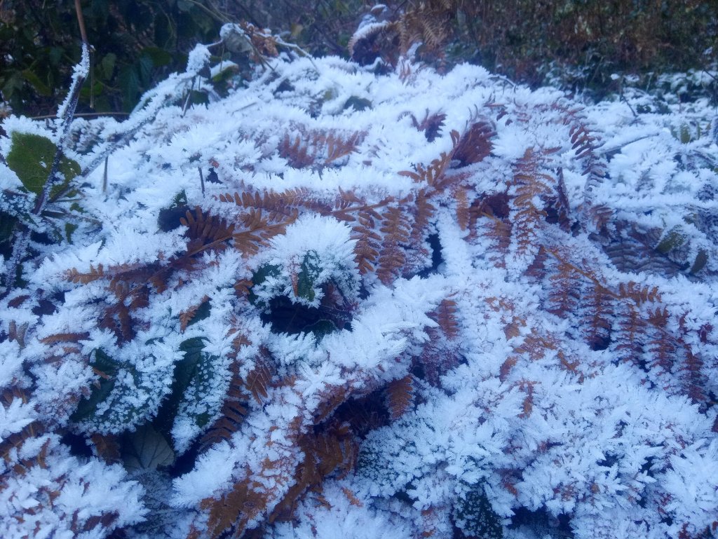 In shady areas in the cold inversion, the frost crystals have grown considerably in recent weeks.