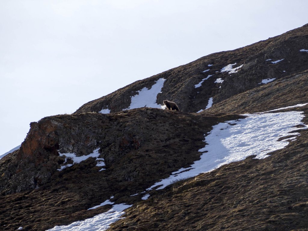 In contrast to red deer and ptarmigan, in this case humans may be more likely to flee than the animal.